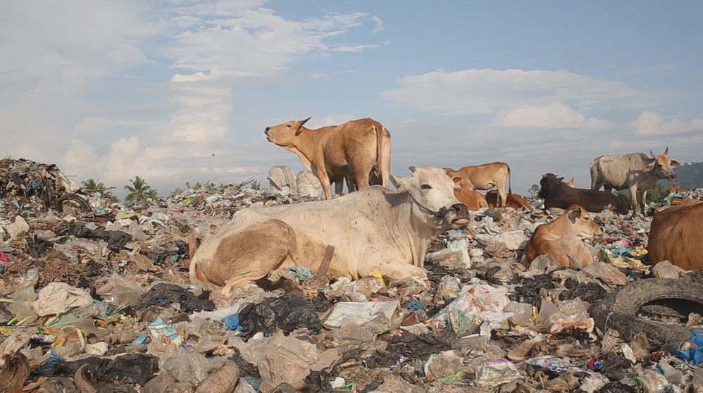 Diary of Cattle