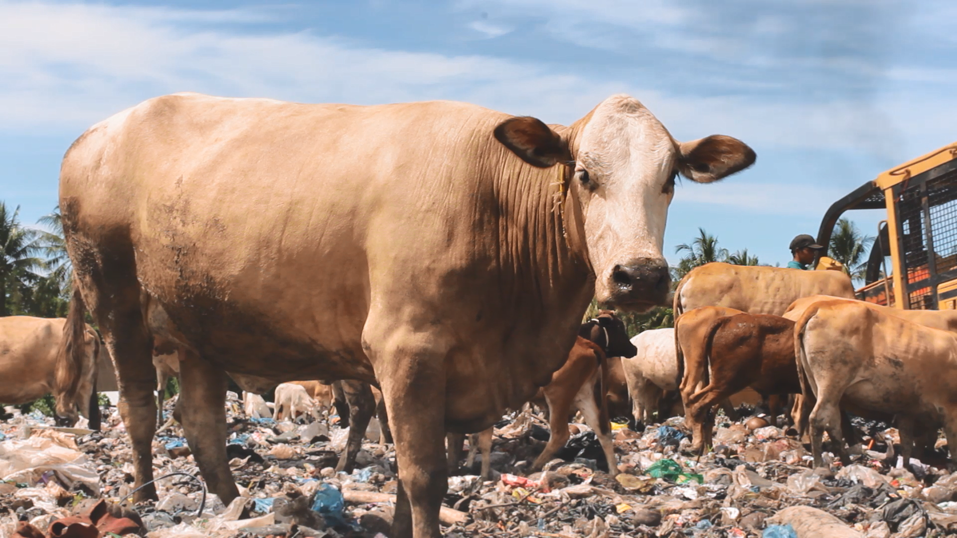 Diary of Cattle